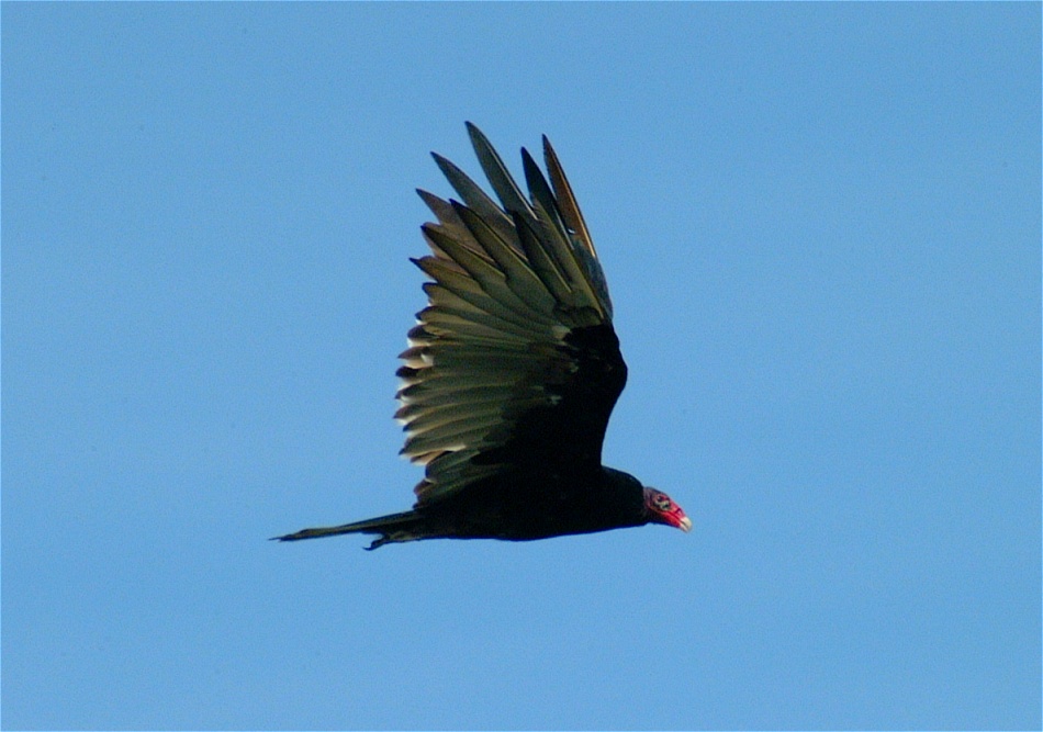(12) Dscf2260 (turkey vulture).jpg   (950x667)   166 Kb                                    Click to display next picture